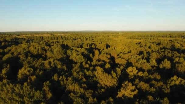 Flyvning over den grønne skov . – Stock-video