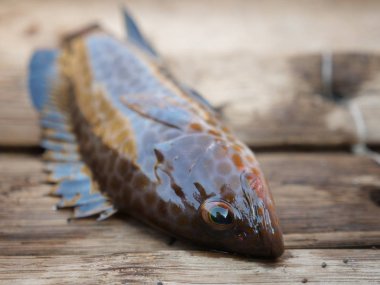 taze yakalanmış balık