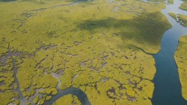 Mangrov ormanları Asya. Filipinler Siargao Adası.