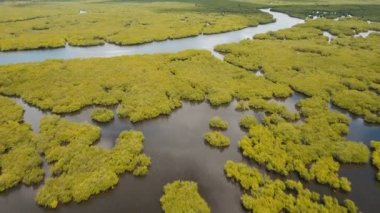 Mangrov ormanları Asya. Filipinler Siargao Adası.