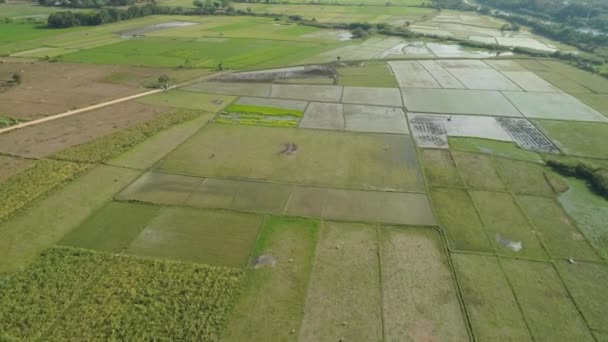 Landschap met rijst terras veld Filippijnen, Luzon. — Stockvideo