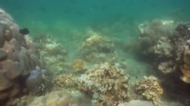 Mercan ve tropikal balık. Bali, Endonezya.