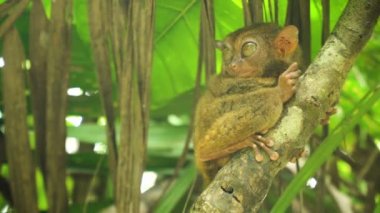 Komik Filipinli tarsier Tarsius syrichta. Bohol Filipinleri