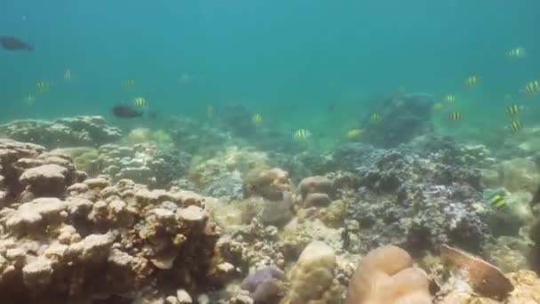 Κοραλλιογενείς υφάλους και τα τροπικά ψάρια. Μπαλί, Ινδονησία. — Αρχείο Βίντεο
