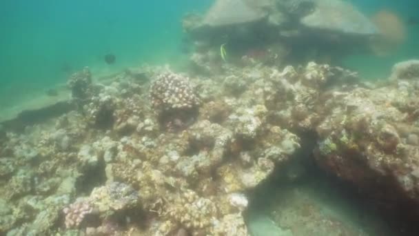 Arrecife de coral y peces tropicales. Bali, Indonesia . — Vídeos de Stock