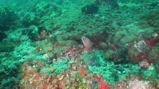 Anguilla murena sulla barriera corallina. — Video Stock