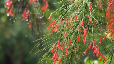 Yağmur damlaları çiçek.