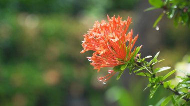 Yağmur damlaları çiçek.