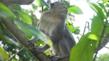 Bali 'deki ormanda maymunlar.