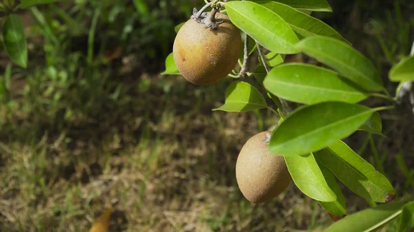 Kiwi fruit on the tree — Stock Photo, Image