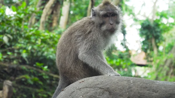 Monos en el bosque de Bali. — Foto de Stock