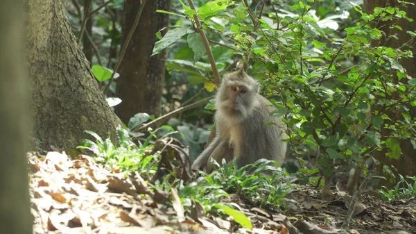 Monos en el bosque de Bali. — Foto de Stock