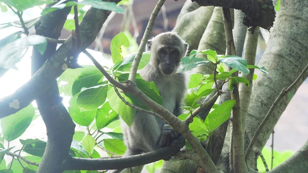Monos en el bosque de Bali. —  Fotos de Stock