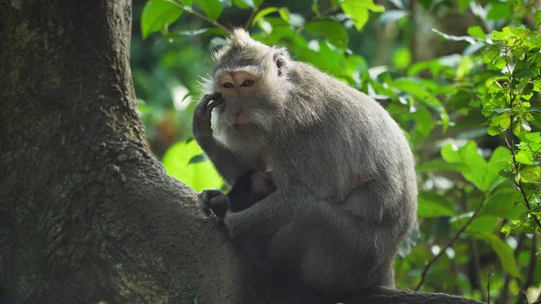 Affen im Wald auf Bali. — Stockfoto