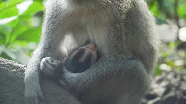 Macacos na floresta em Bali. — Fotografia de Stock