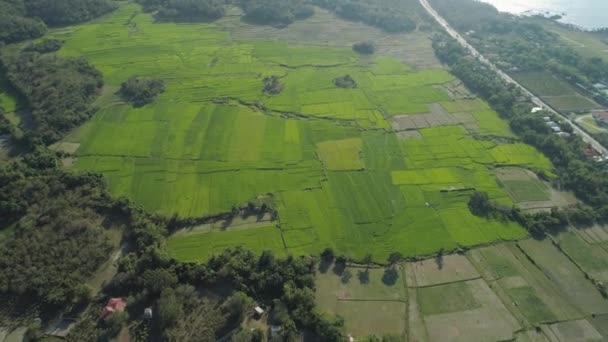 Peisaj cu câmp de terasă cu orez Filipine, Luzon . — Videoclip de stoc