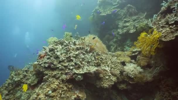 Arrecife de coral y peces tropicales. Filipinas — Vídeo de stock