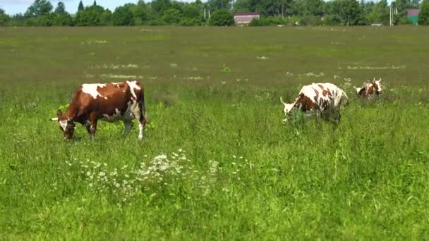 Cows grazing on pasture — Stock Video