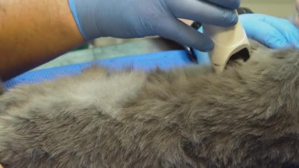 Ultraschalldiagnostik in Tierklinik. — Stockvideo