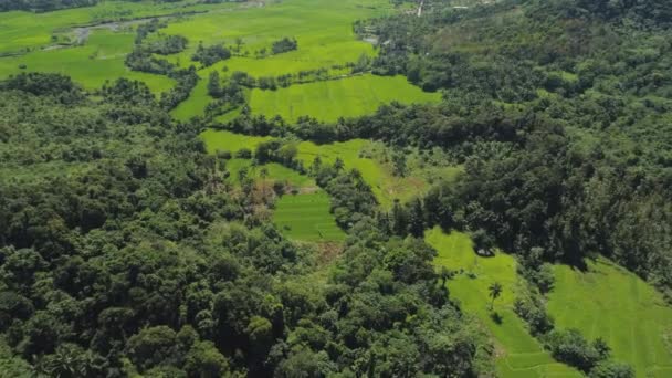 Landskap med terrass i risfält Filippinerna, Luzon. — Stockvideo