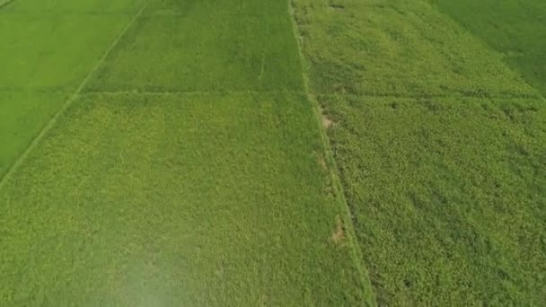 Landscape with rice terrace field. Philippines, Luzon. — Stock Video