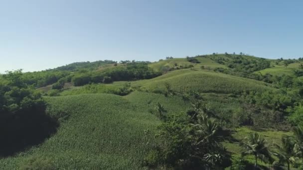 Plantaciones de maíz en Filipinas — Vídeo de stock