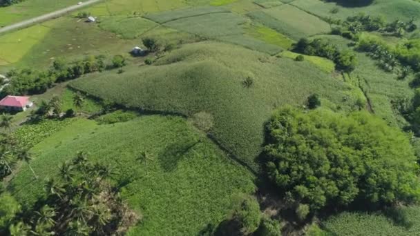 Kukuřičné plantáže na Filipínách — Stock video