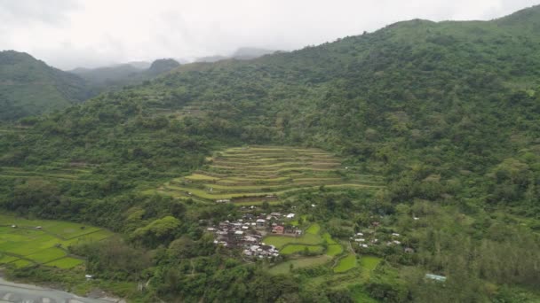 Terrasses de riz dans les montagnes. — Video