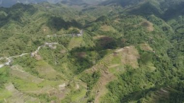 Dağlarda pirinç terasları. Filipinler, Batad, Banaue.