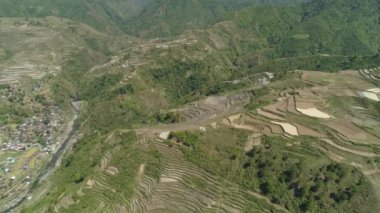 Dağlarda pirinç terasları.