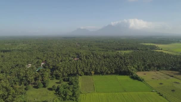 Filipinler 'de bir dağ ilinde tarım arazisi, Luzon — Stok video