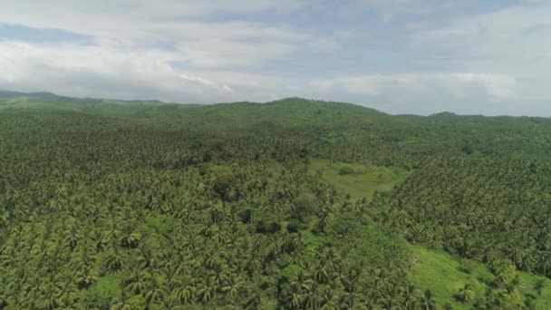 Trópusi táj pálmafákkal. Fülöp-szigetek, Luzon — Stock videók