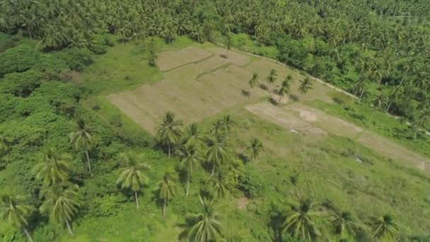 Tropická krajina s palmami. Filipíny, Luzon — Stock video