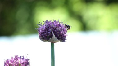 Çiçek arıya yakın çekim.