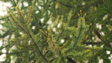 Ladin dalda yağmur damlaları. Yakın çekim.