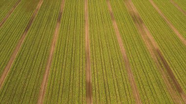 Alanı satır salatası ile.