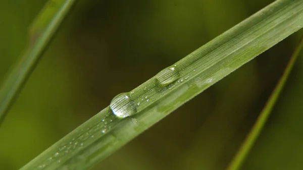 Gota de rocío en la hierba — Foto de Stock