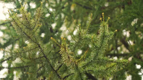Rain drops on the branch of spruce.Close up. — Stock Photo, Image