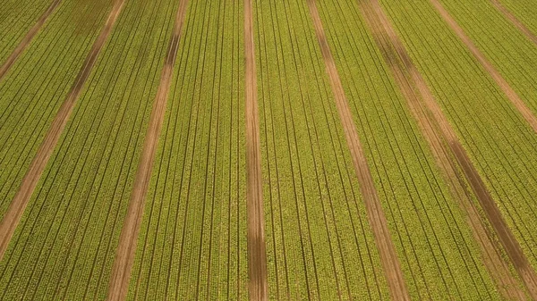 Campo con filas de ensalada . —  Fotos de Stock