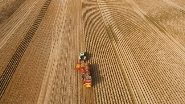 Harvesting potatoes on the field — Stock Photo, Image