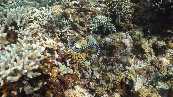 Serpiente marina con bandas . — Foto de Stock