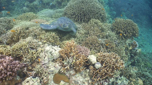 Meeresschildkröte unter Wasser. — Stockfoto