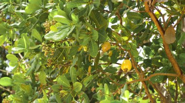 Fındık ağacı kaju fıstığı büyüyen. Busuanga, Palawan, Filipinler.