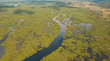 Mangrov ormanları Asya. Filipinler Siargao Adası.