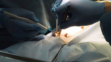 Veteriner kliniğinde bir köpeğin cerrahi müdahalesi