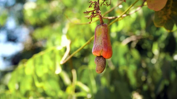 Nut Tree Cashew Growing Nuts. Busuanga, Palawan, Philippines. — Stock Photo, Image