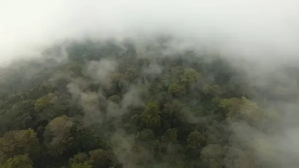 La forêt tropicale dans le brouillard. Île de Jawa, Indonésie. Images de stock — Photo