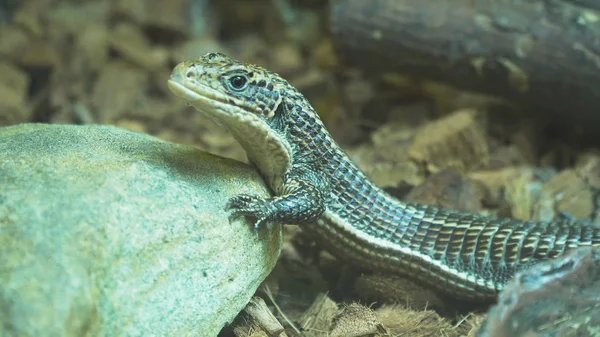 Lagarto pequeño sentado en el suelo . — Foto de Stock