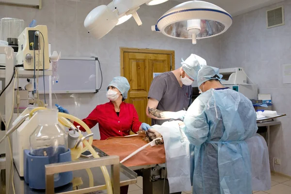 Operacja chirurgiczna psa w klinice weterynaryjnej — Zdjęcie stockowe