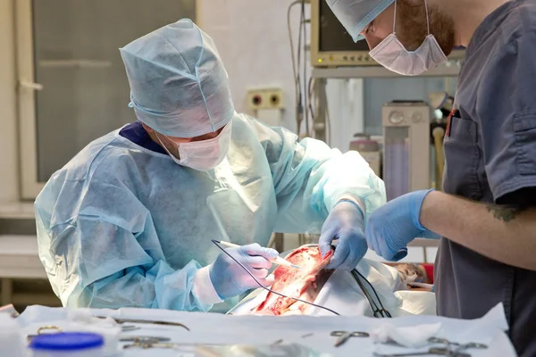 Veteriner kliniğinde bir köpeğin cerrahi müdahalesi — Stok fotoğraf